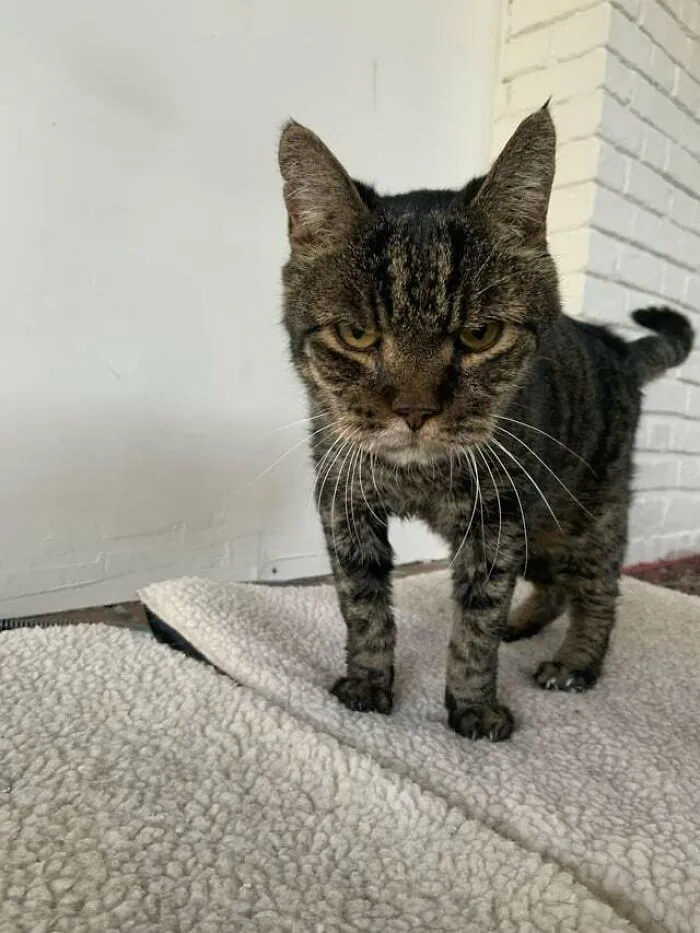 Toby (~15 Years Old) Is The Epitome Of The Angry Emoji