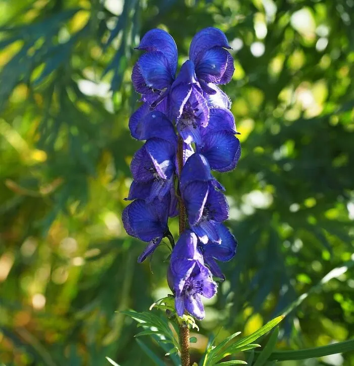Wolf's Bane (Aconitum)