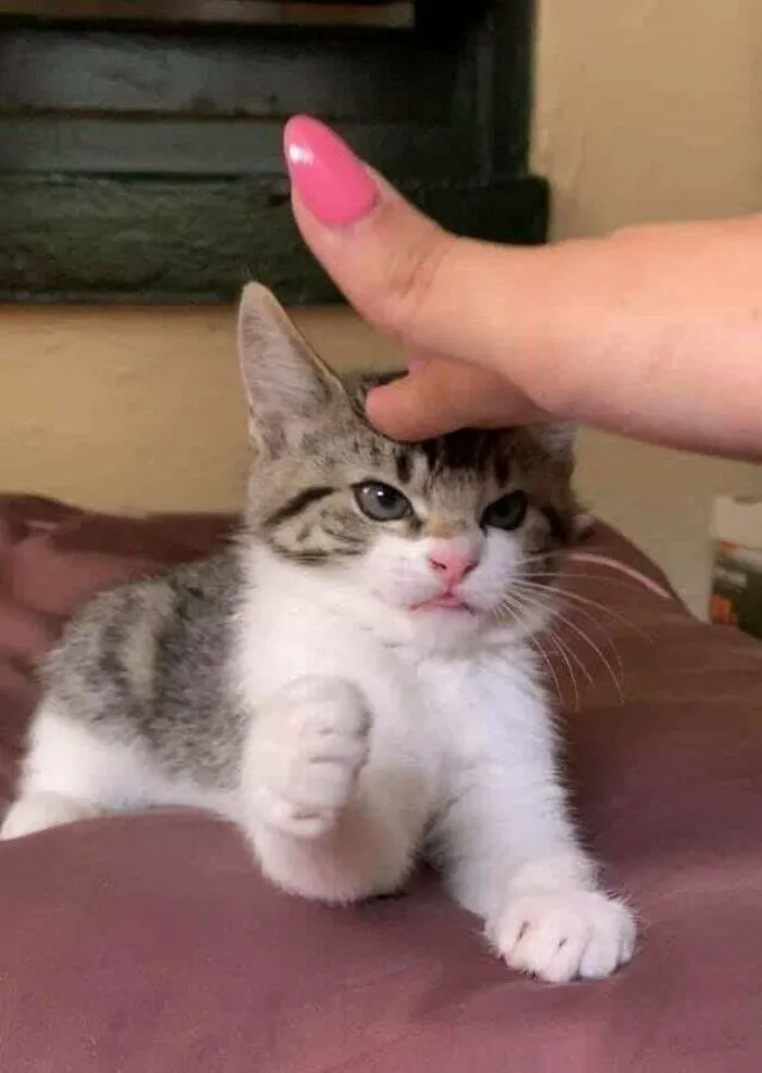 Very Angry Kitten