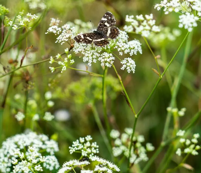 Hemlock (Conium Maculatum)