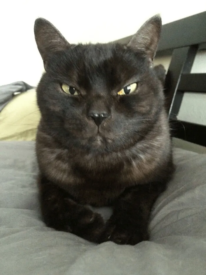 I Woke Up To This Staring Me In The Face. He Seems Angry I Overslept