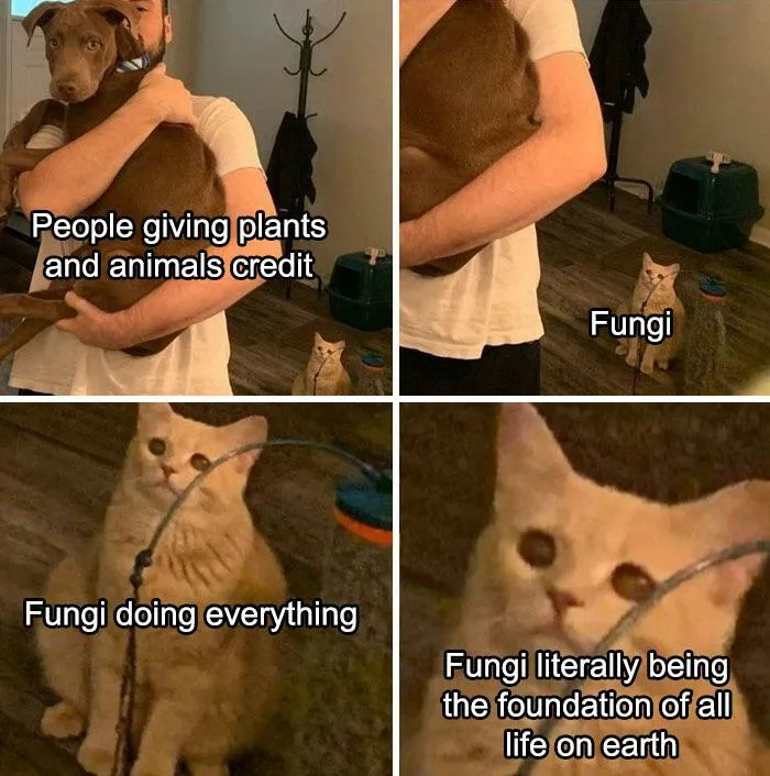 Fungi Appreciation