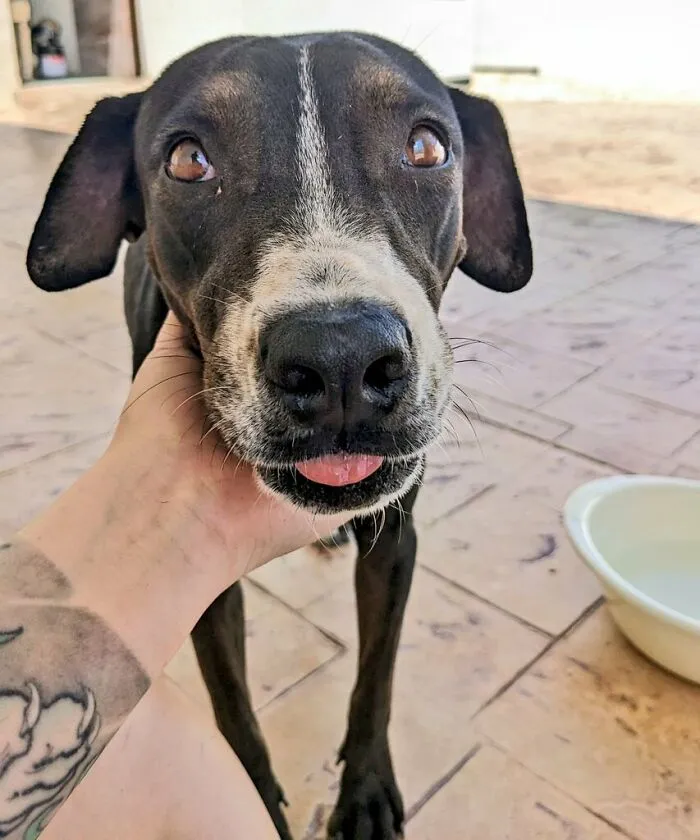 This Street Pupper Has Been Living On The Construction Site Of Our House, So We've Adopted Her
