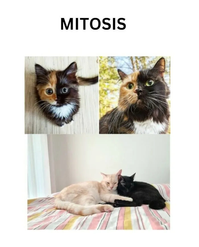 ¿Así es como se hacen los gatos?