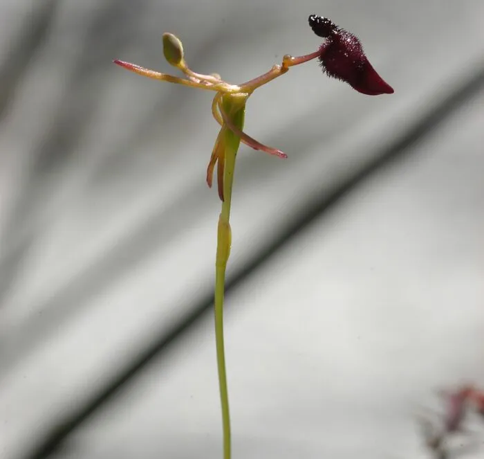 close up view of Drakaea Glyptodon plant