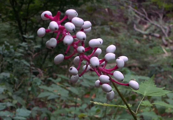 Doll's Eye (Actaea Pachypoda)