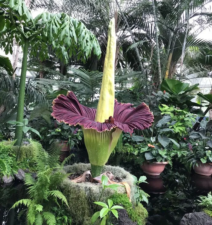 Corpse Flower (Amorphophallus Titanum)