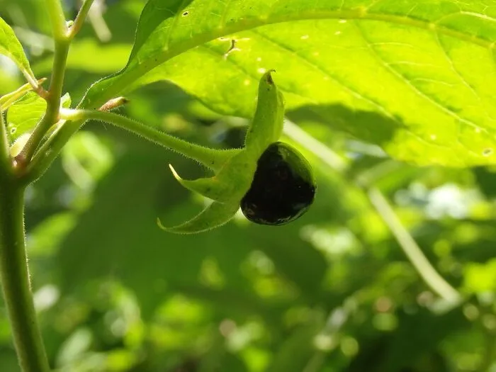 Belladonna (Atropa Belladonna)