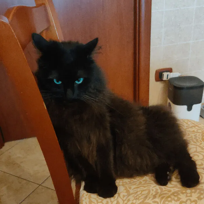 An Angry Devil