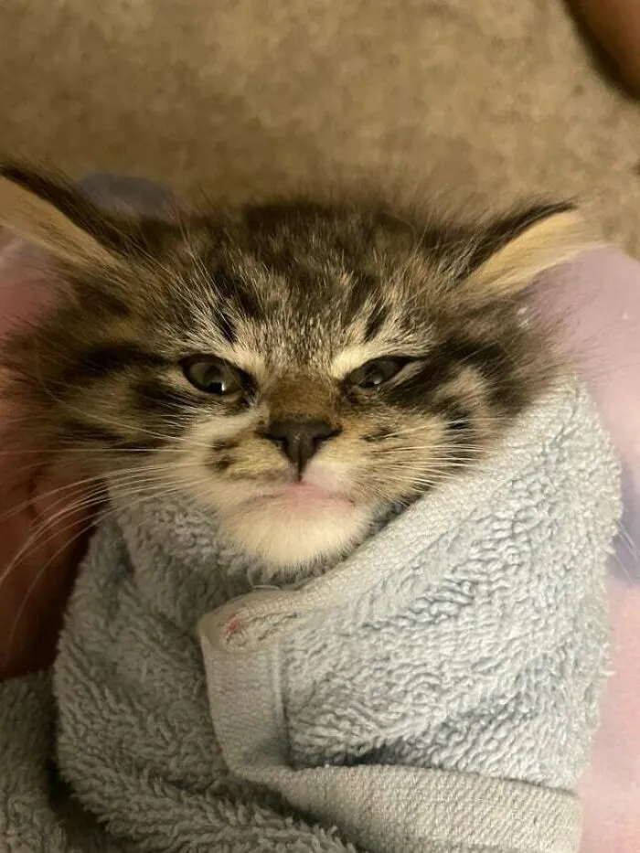 Kitty ‘Grrrrito’ For Some Eye Drops. He Has The Cutest Angry Face. He’s A Socialization Foster