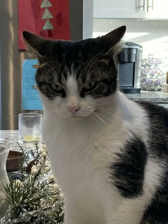 Meet Tom... Tom Is Angry