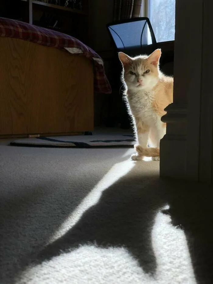 I Am Smol But Angry
