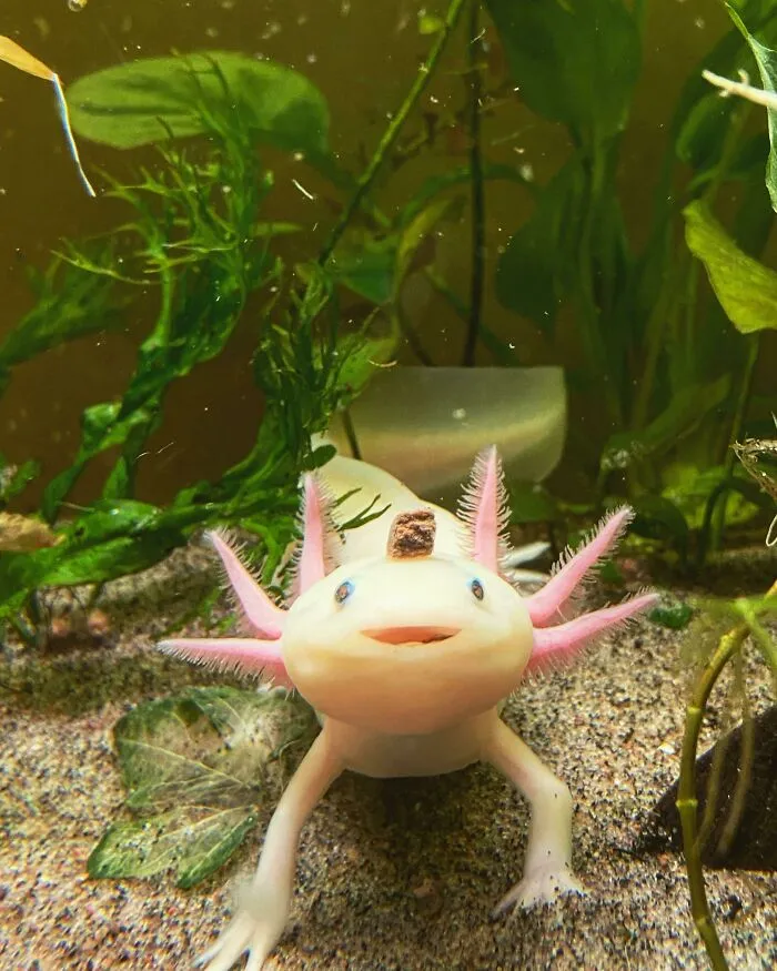Tiny Food. Tiny Hat. Tiny Food-Hat