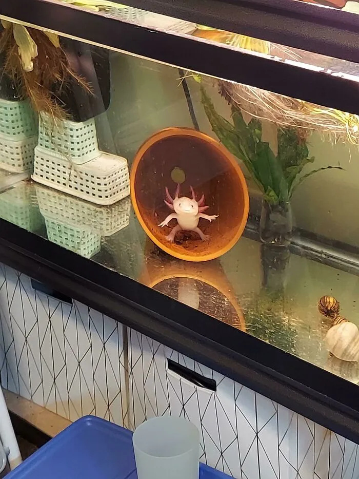 Help: What To Do When Axolotl T-Poses You?