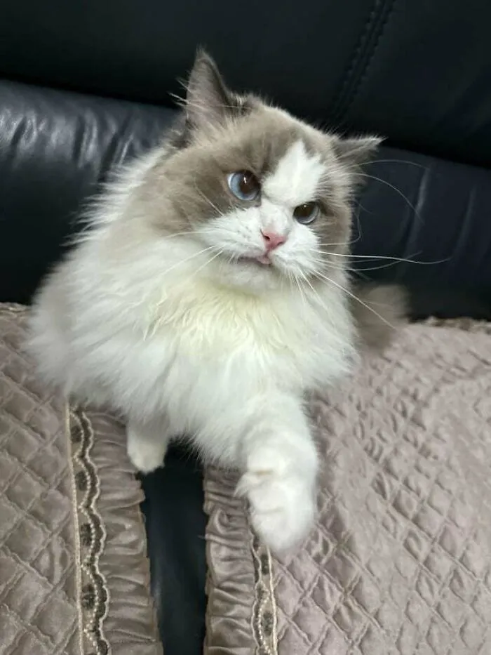 Look At Her Lil Angry Belp