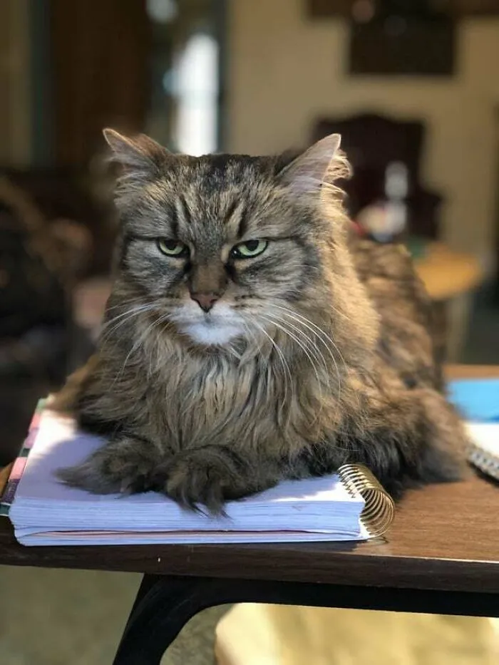a brown cat lying on the copybook