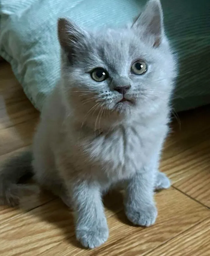 Just Brought This Sweet Angel Home, Meet Charlie