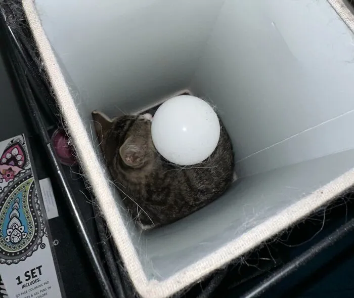 Lost My Brand New Kitten For Over An Hour. After Literally Tearing My Room Apart, Found Her Inside My Lamp Passed Out The Whole Time