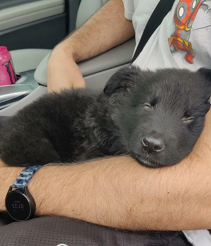 Got My New Puppy Today
