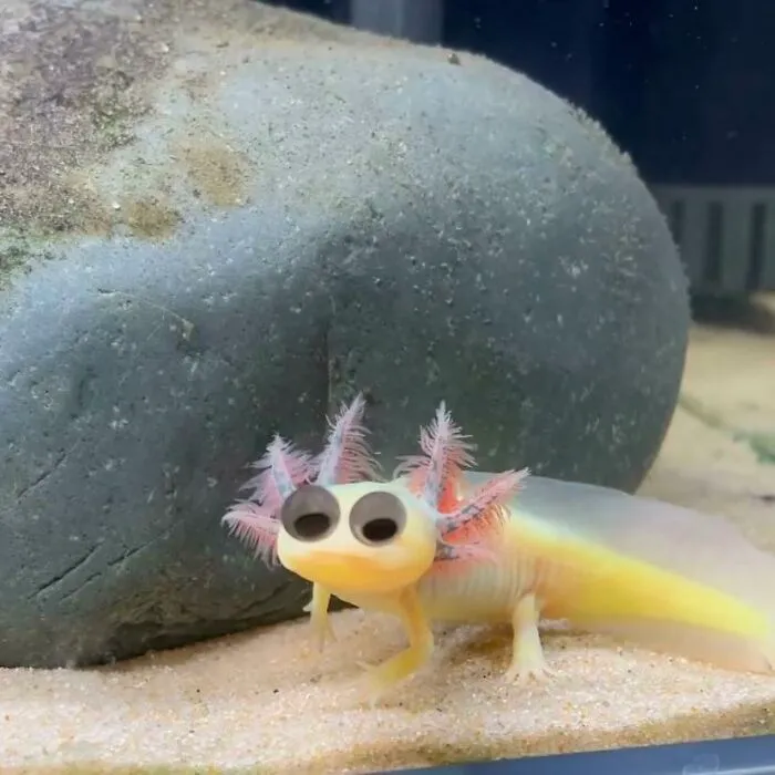 Behold! The Very Rare Googly-Eyed Axolotl