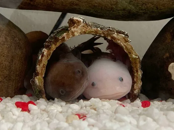 Friends That Log Together, Stay Together