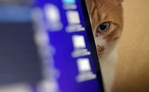 40 Times People Just Had To Snap A Pic Of Their Angry, But Cute Cats