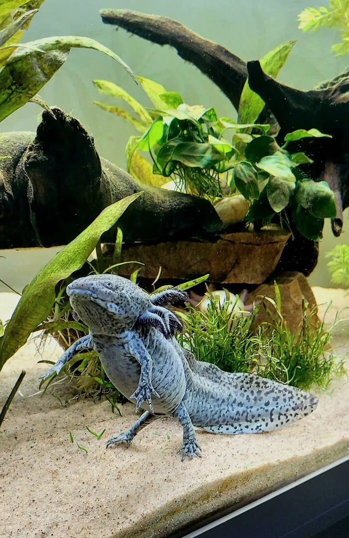 Gubgub Doing Her Best Godzilla Impression!