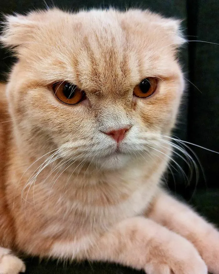 close-up  a red cat's face