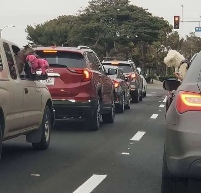 Este Pitbull sacó su osito para enseñárselo al perro del otro coche