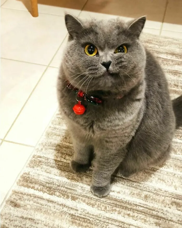 Oh!!! No Jingle... Bells Bells Bells