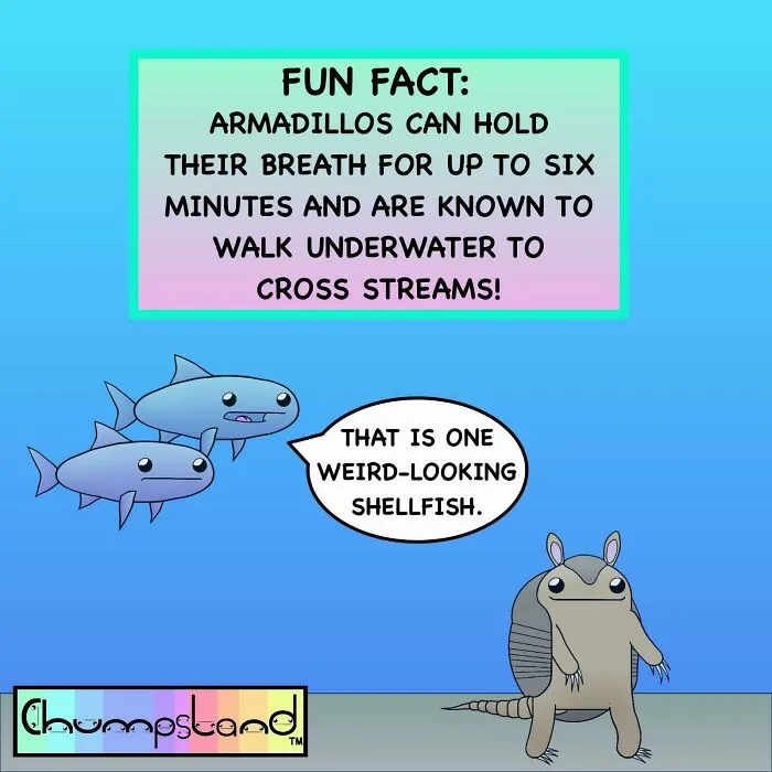 Armadillos Can Hold Their Breath For Up To Six Minutes And Are Known To Walk Underwater To Cross Streams!