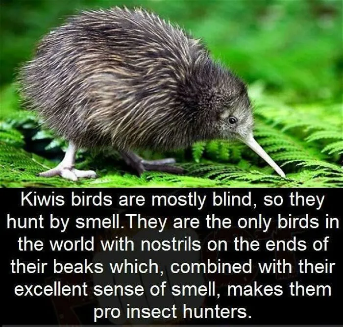 Fun Fact: