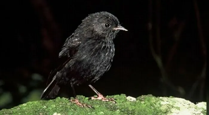Dato curioso: Una petirroja negra llamada Old Blue se convirtió en la madre de toda su especie al ser la última hembra fértil de un grupo de 5 petirrojos. En la actualidad hay más de 250 petirrojos negros en las islas Chatham, y se ha elevado su estatus de "en peligro crítico" a "en peligro"