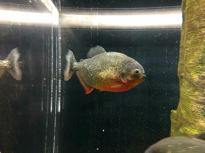 Este pez es una piraña. Contrariamente a la creencia popular, casi nunca atacan a los humanos (a menos que estén locamente hambrientas). Trabajo en un acuario y limpio su tanque mientras están allí (unas 12). En realidad, son bastante asustadizas. No irán a ninguna parte cerca de algo que vivo tan grande como un ser humano