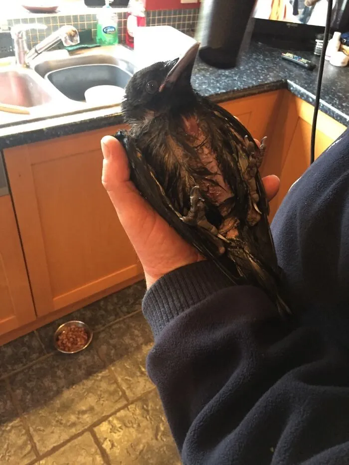 Came Home To Find My Dad Drying A Crow With A Hairdryer. I Wish I Was Surprised At This