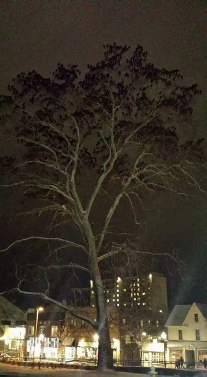 Crows on the tree looking like leaves