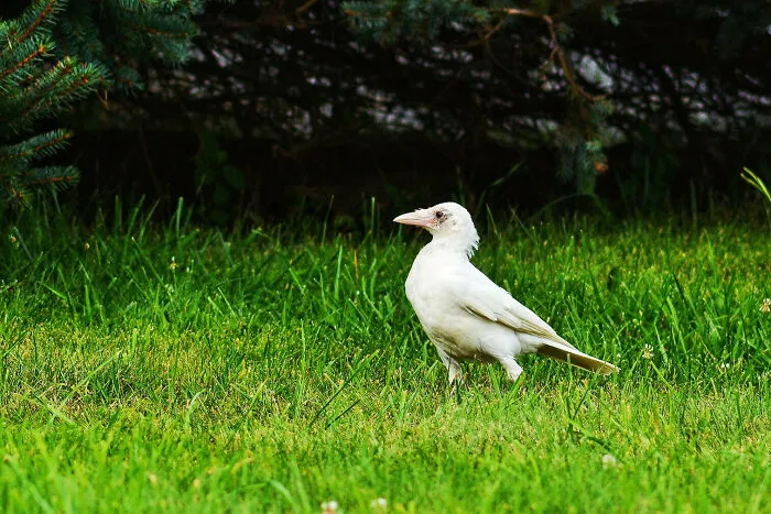 There Is A White Crow In My Town. Here Is A Picture I Took Of It