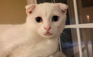86 Cute White Cats Who Hide Their Real Intentions Behind Their Beautiful Looks