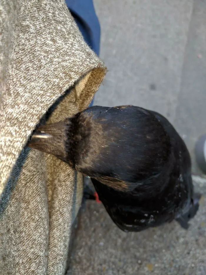 Crow looking whats in the pocket