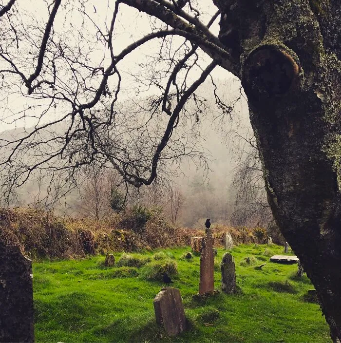 Crow standing on grave