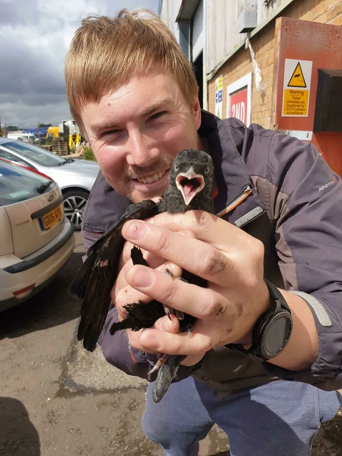 Saved This Baby Crow From A Car Engine And Reunited It With Its Mother Bird