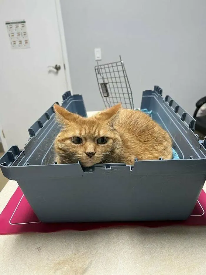 a red cat peeking out of the pet carrier