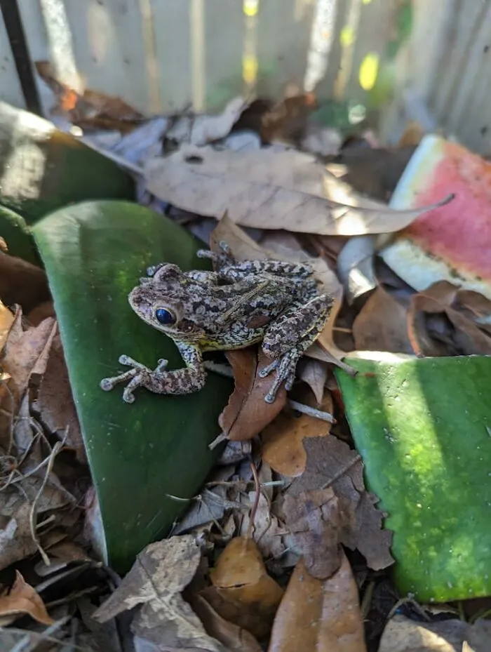 I Got Told He Is A Cuban And Highly Invasive But He's So Cute!