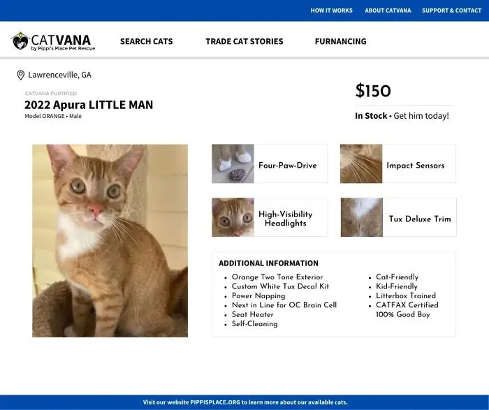 These 12 Shelter Cats Are Advertised As Cars For Sale, And The Result Is Hilarious