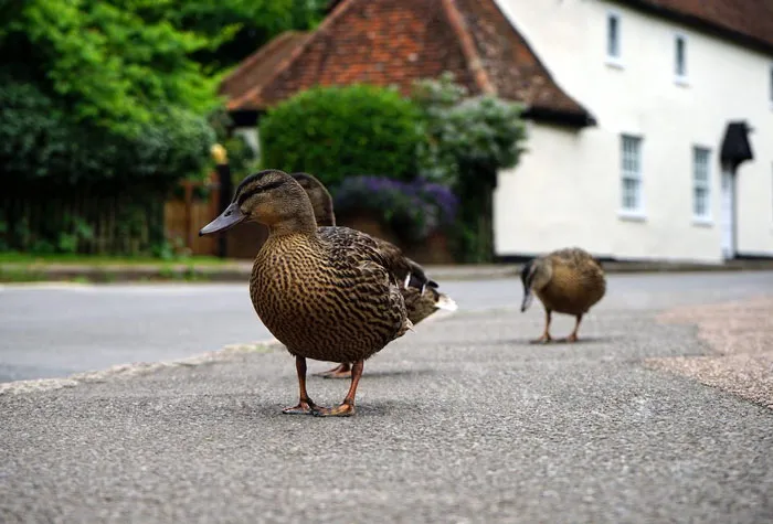 40 Owners Of Multiple Pets Share The Dramas They Get To Witness
