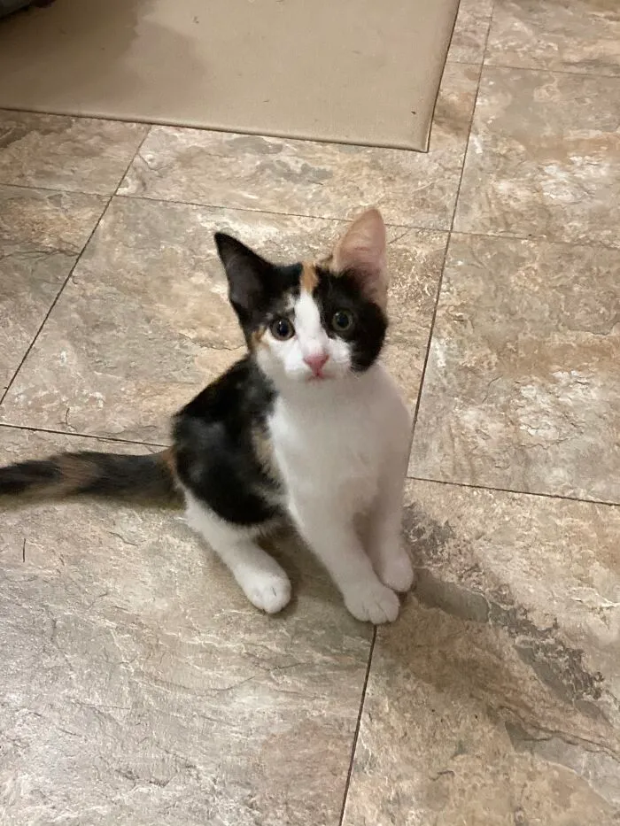 My Sweet Baby, Pixie