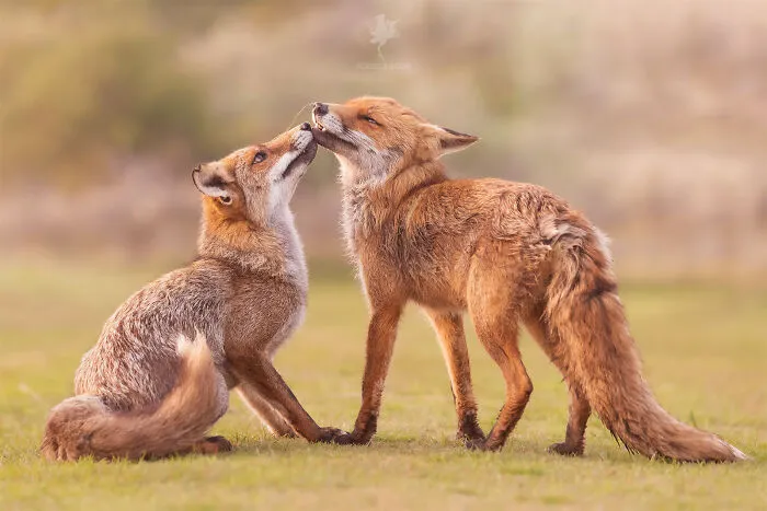 To Celebrate Mother’s Day, I Captured 21 Photographs Of Foxes With Their Little Cubs (New Pics)