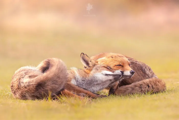 To Celebrate Mother’s Day, I Captured 21 Photographs Of Foxes With Their Little Cubs (New Pics)
