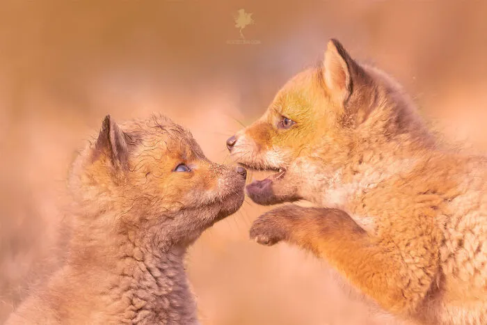 To Celebrate Mother’s Day, I Captured 21 Photographs Of Foxes With Their Little Cubs (New Pics)