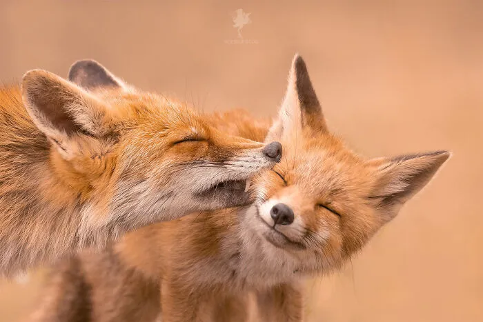 To Celebrate Mother’s Day, I Captured 21 Photographs Of Foxes With Their Little Cubs (New Pics)